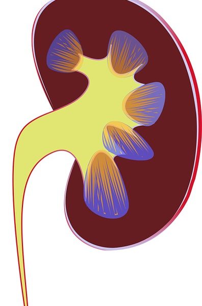 Comment traiter une infection urinaire ?
